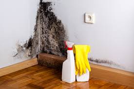 Environmental Consulting for Mold Prevention in Lansing, MI